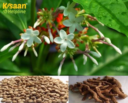 Sarpagandha (सर्पगंधा)